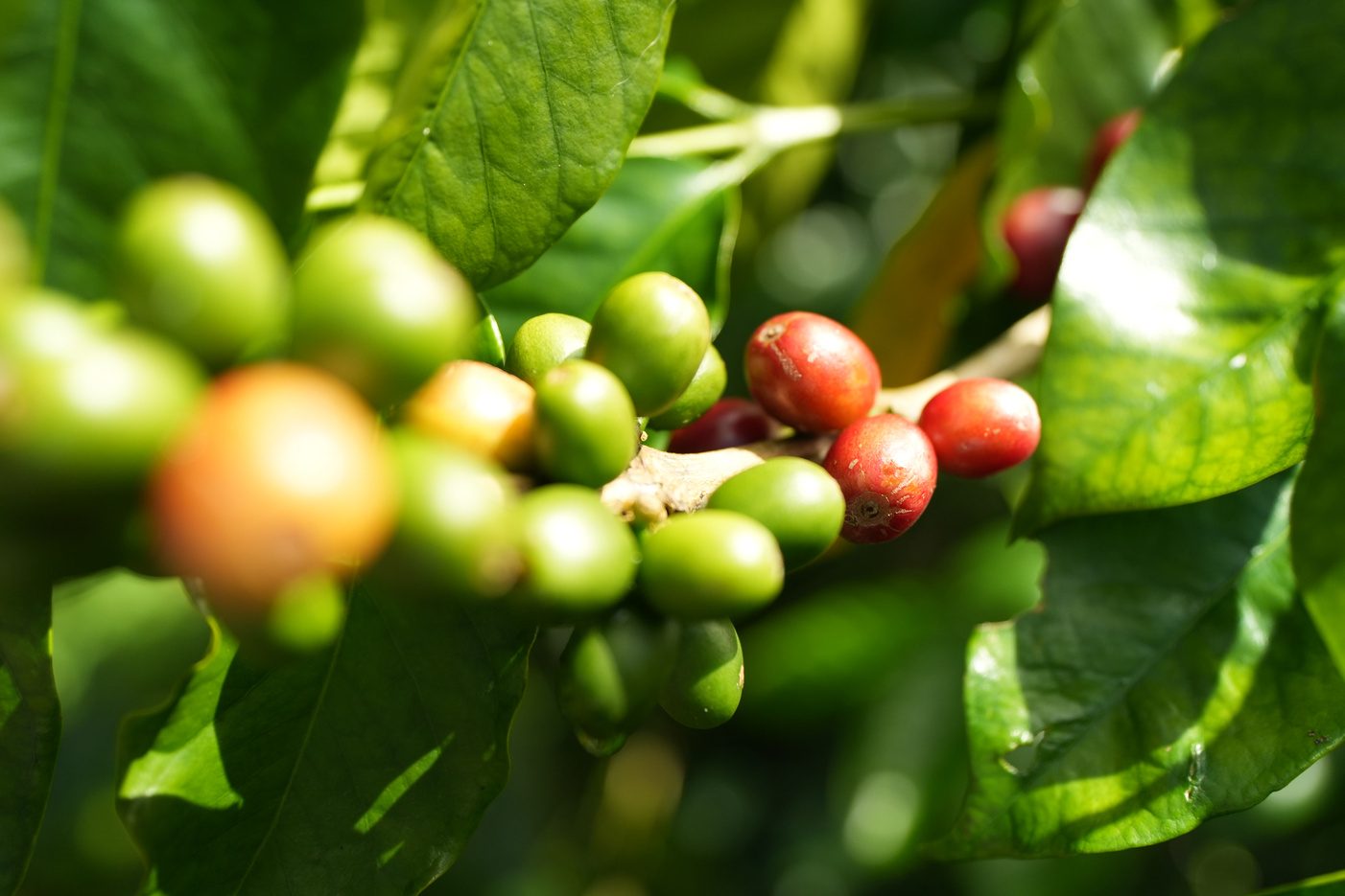 Ripening coffee cherries on the branch